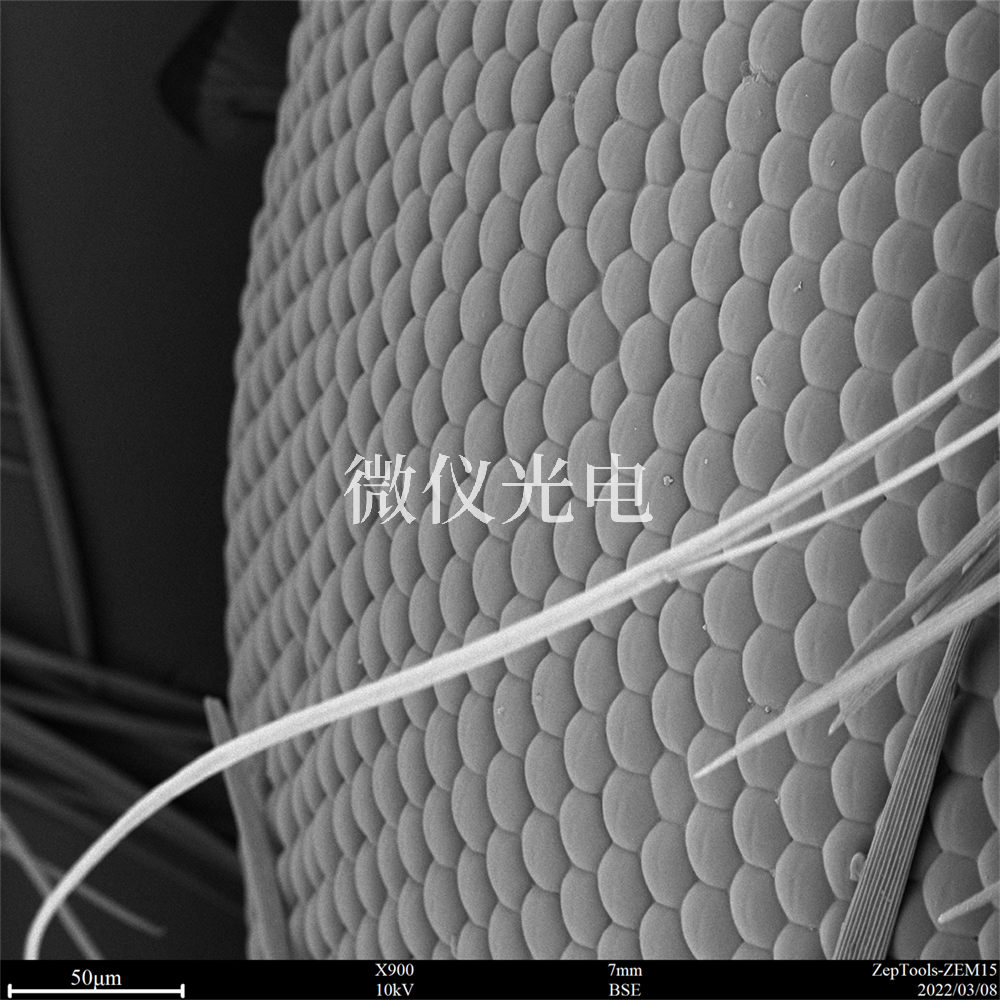 掃描電鏡有沒有什么局限性？